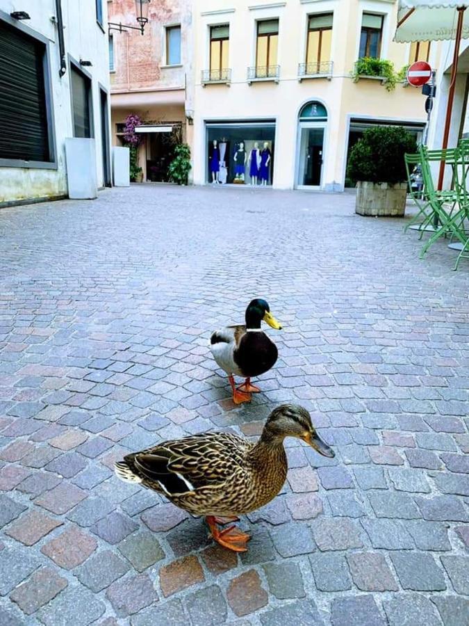 La Petite Maison Daire Treviso Dış mekan fotoğraf